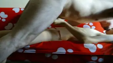 Bispak Jakarta Layanan Ekstra Di Hotel Bintang 2026